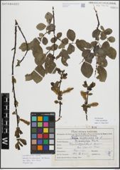 Foto von Salix myrsinifolia Salisb.